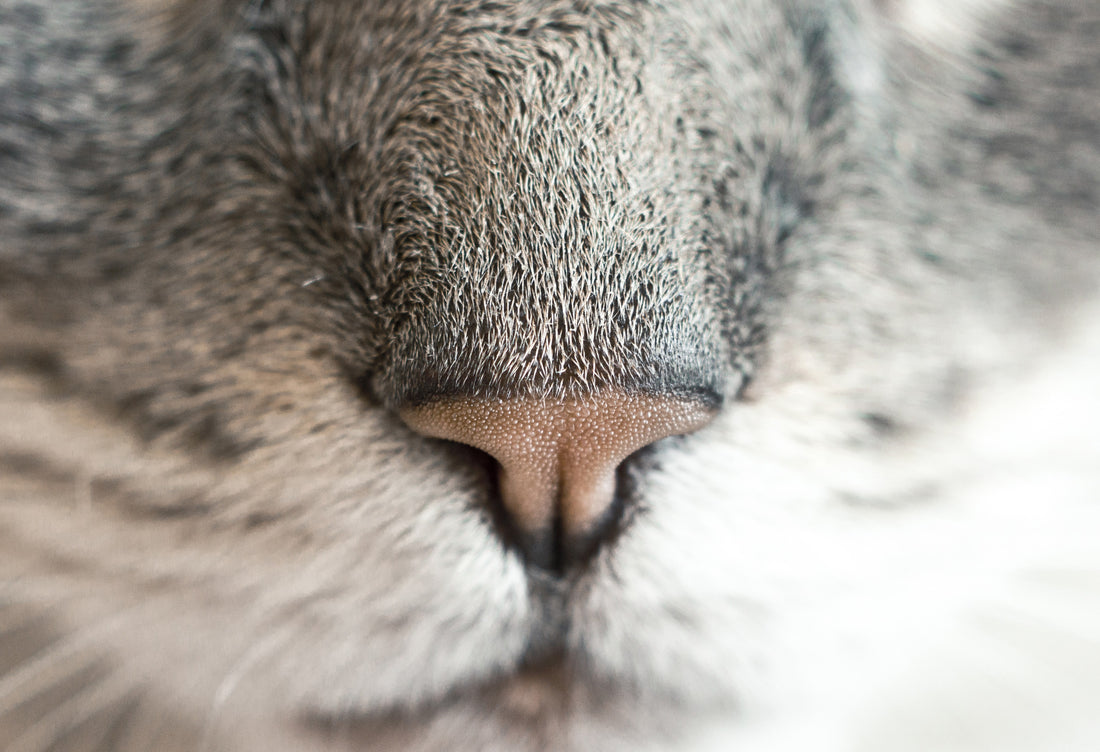 Les phéromones du chat