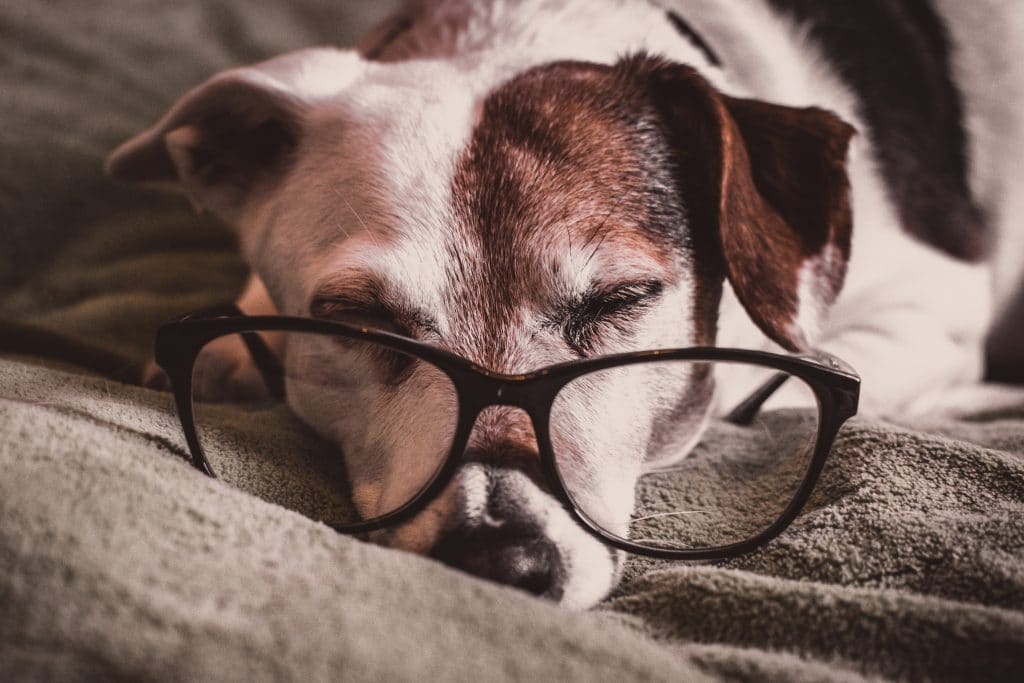 l'espérance de vie du chien, la durée de vie moyenne