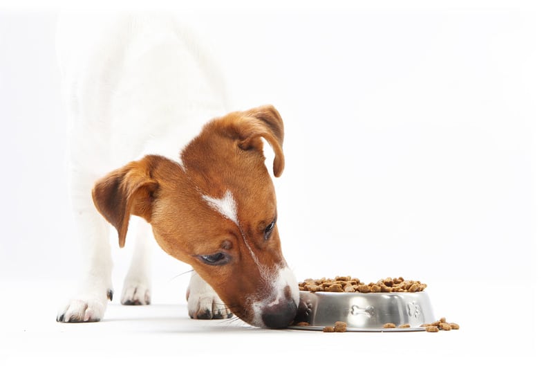 Comment choisir le bon aliment pour chiot?