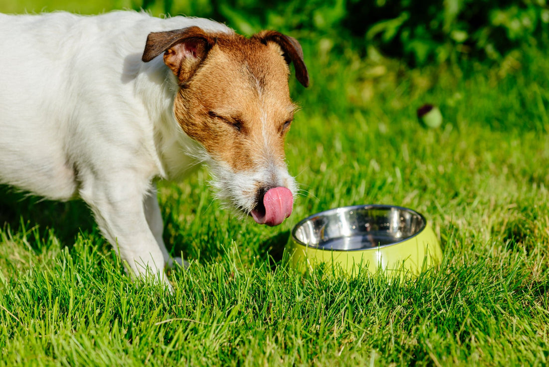 Comment choisir l’alimentation adaptée à son chien ?