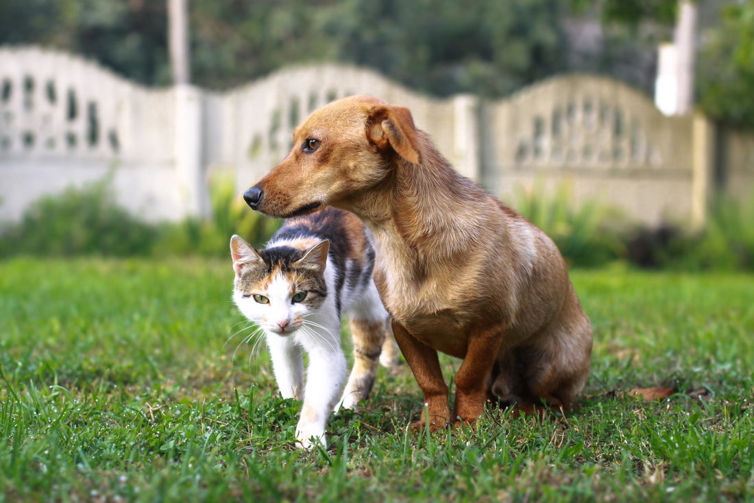 Chien et chat : comment choisir une alimentation industrielle ?