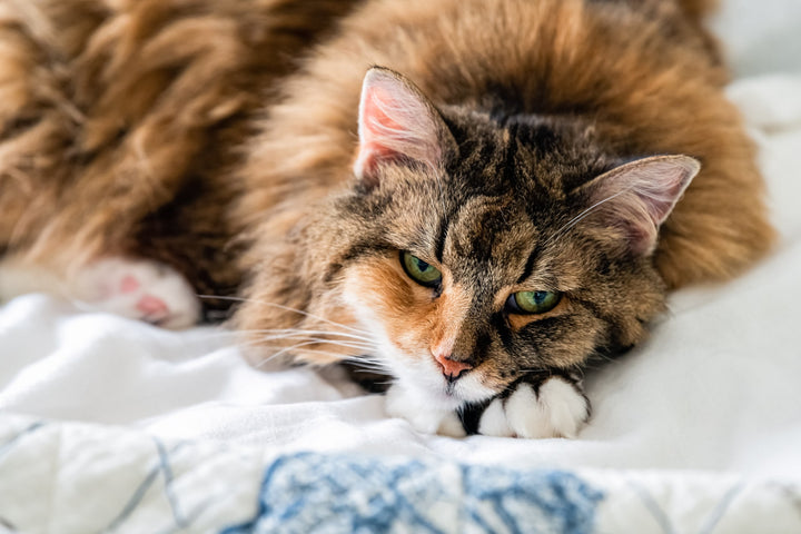 Pelage du chat : comment l’entretenir ?