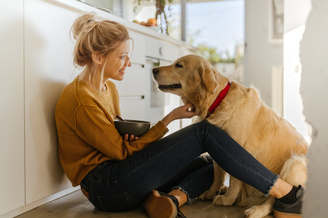 Le dog sitting ou comment faire garder un chien ?