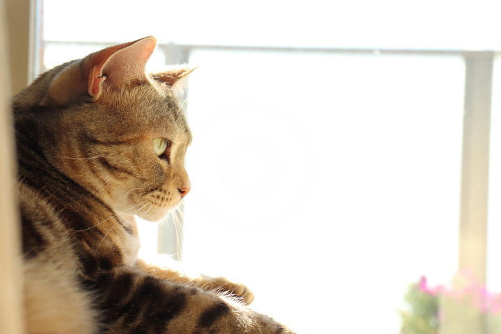 Comment rendre votre chat heureux pendant votre absence ?
