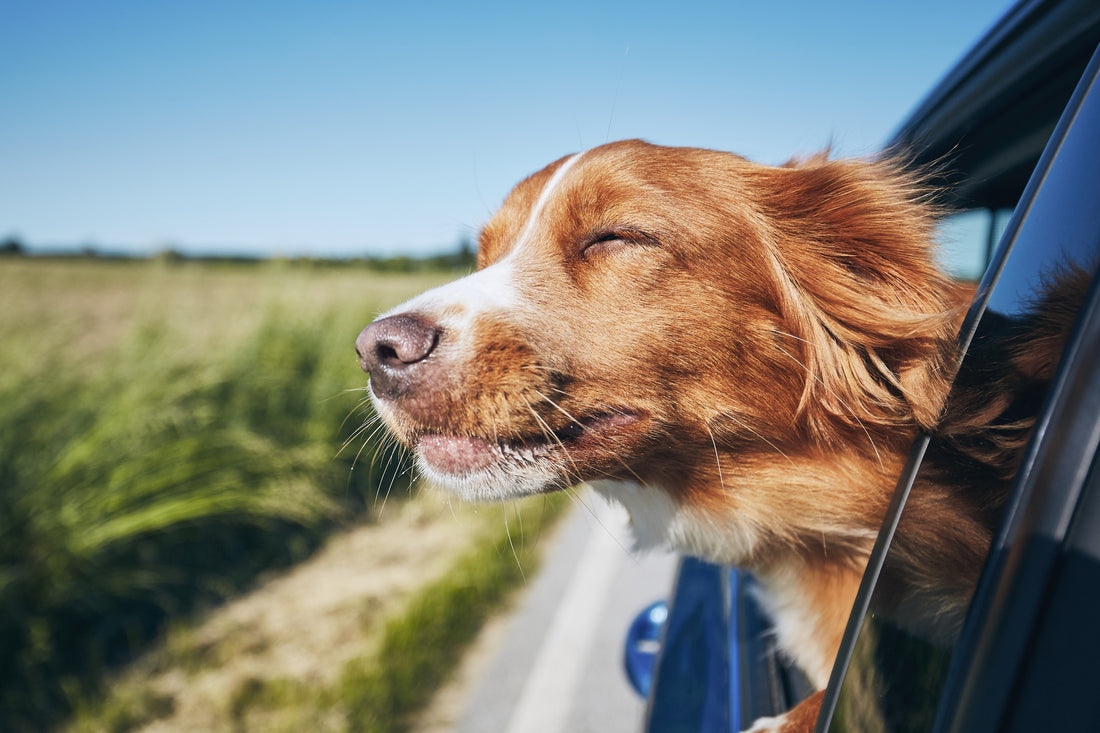 Comment voyager avec un chien en voiture ?