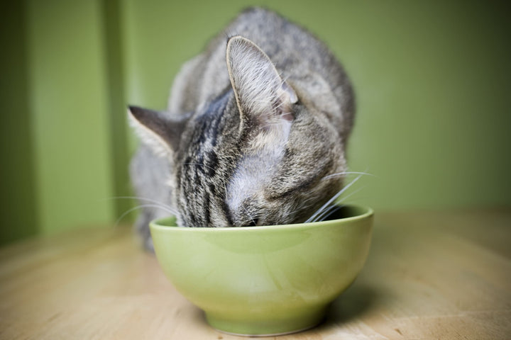 Peut-on donner du poisson à son chat ?