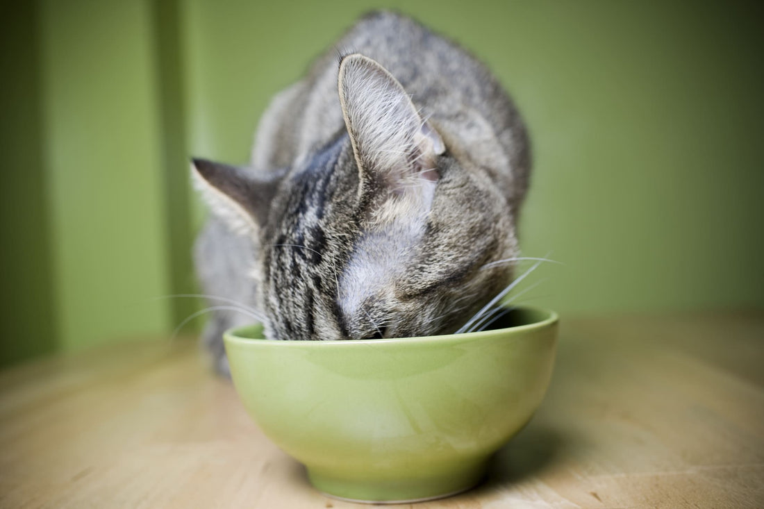 Peut-on donner du poisson à son chat ?