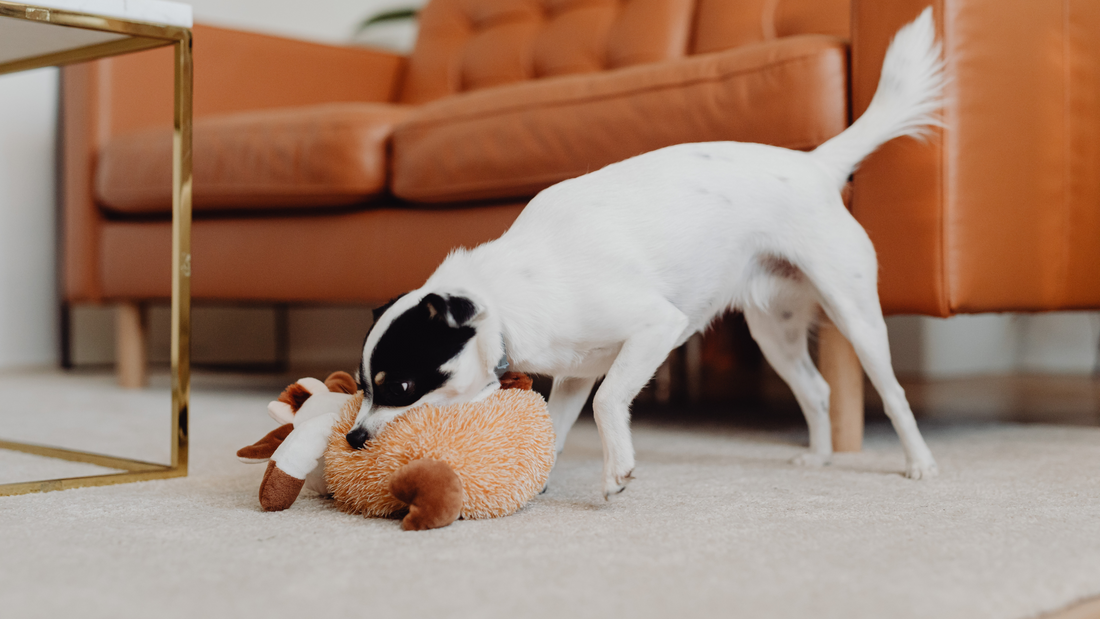 Quel jouet offrir à mon chien pour Noël ?