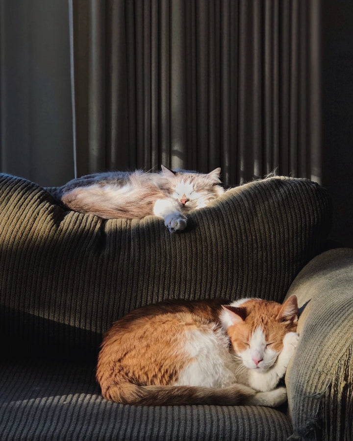 La bonne croissance du chat