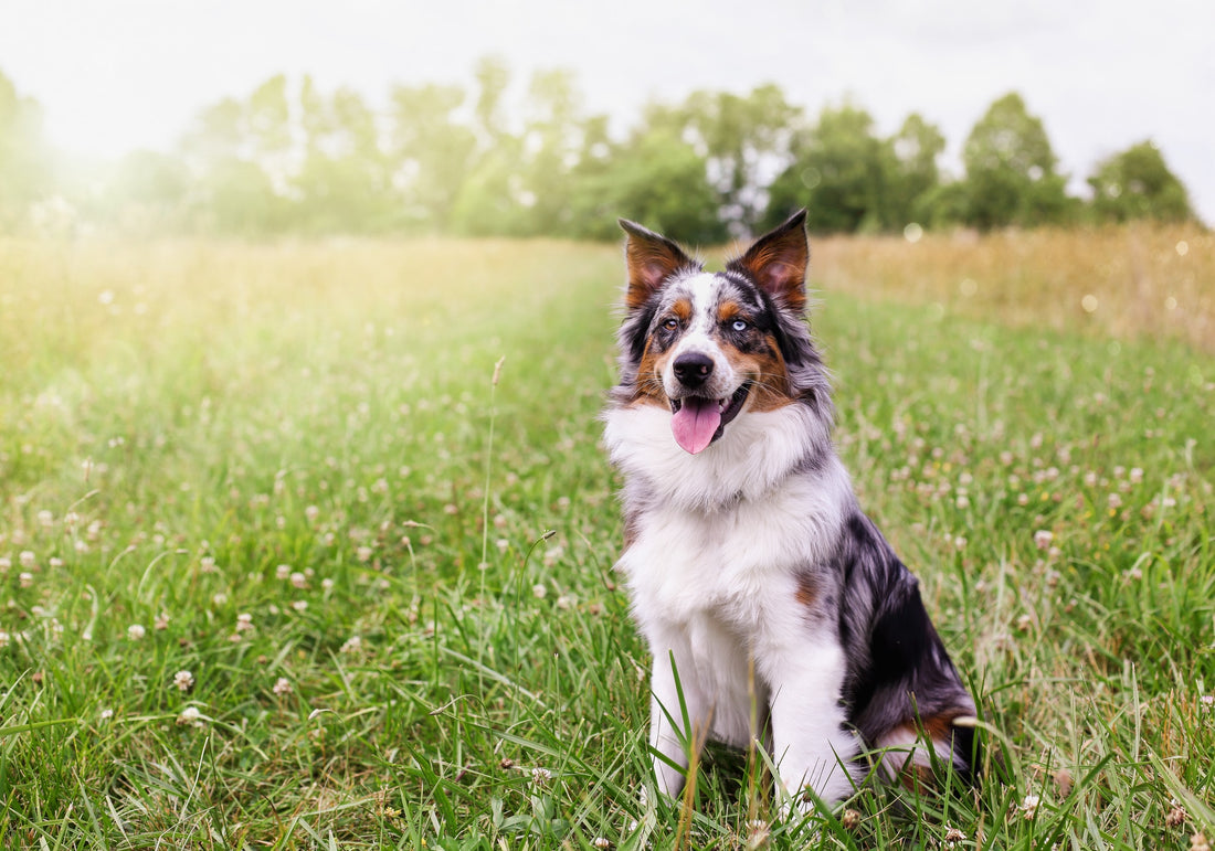 Pourquoi mon chien mange-t-il de l’herbe ?