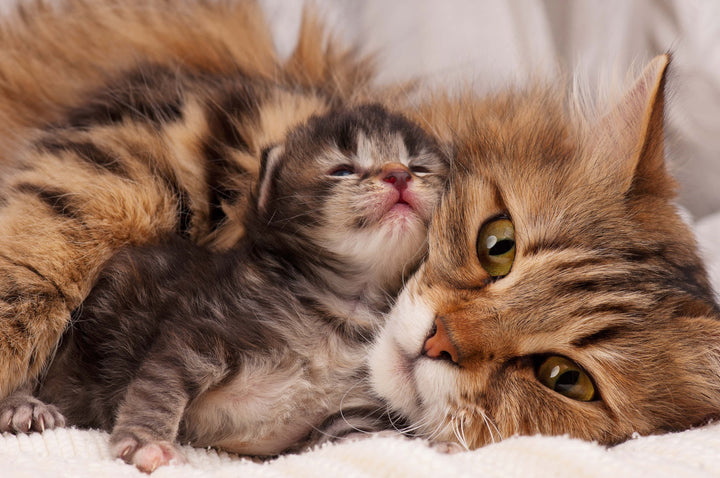 Quand un chat atteint-il sa taille adulte ?