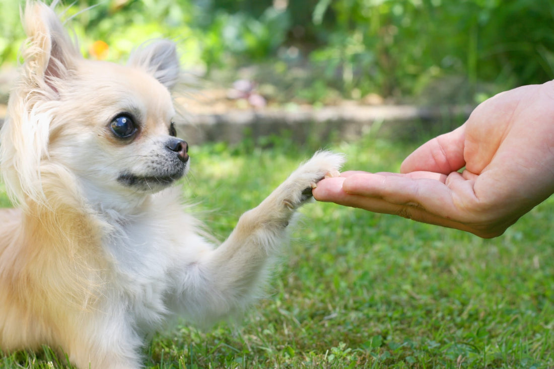 Les friandises pour chien sont-elles saines pour votre animal ?