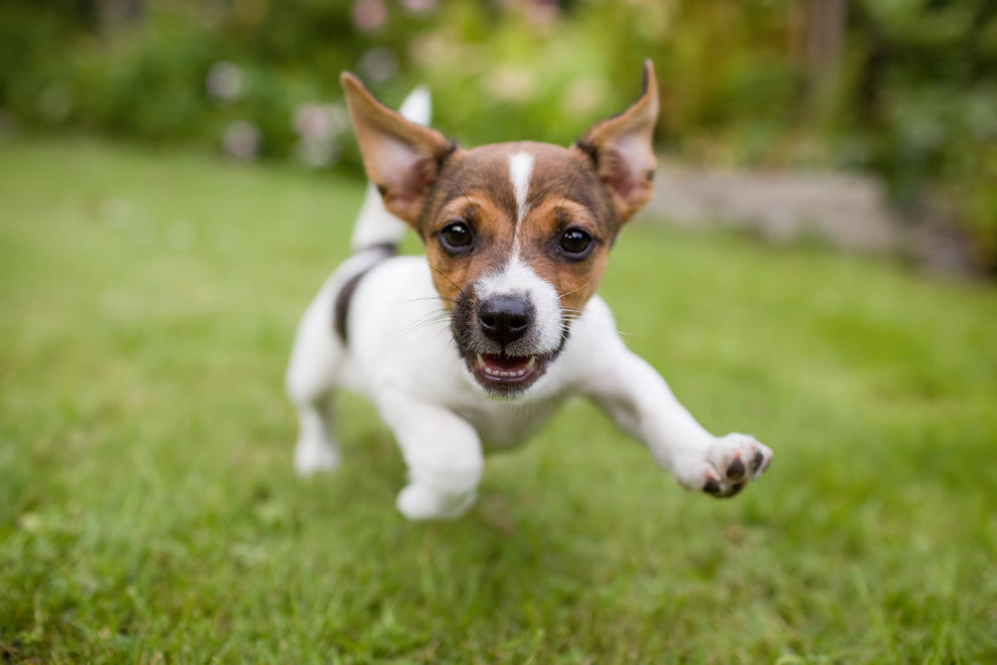Croquettes junior pour chien adulte : peut-on lui en donner ?