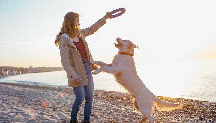 Le chien à la plage : conseils et précautions