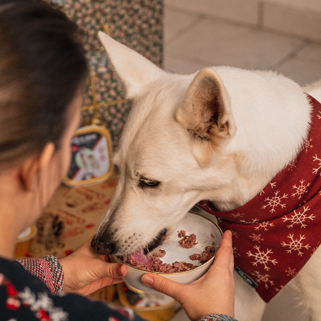 Chaussette de Noël (chien adulte)