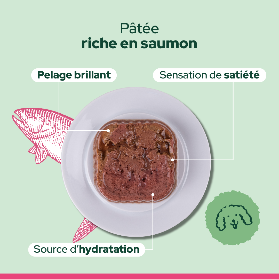 Pack découverte humide (Chien adulte)