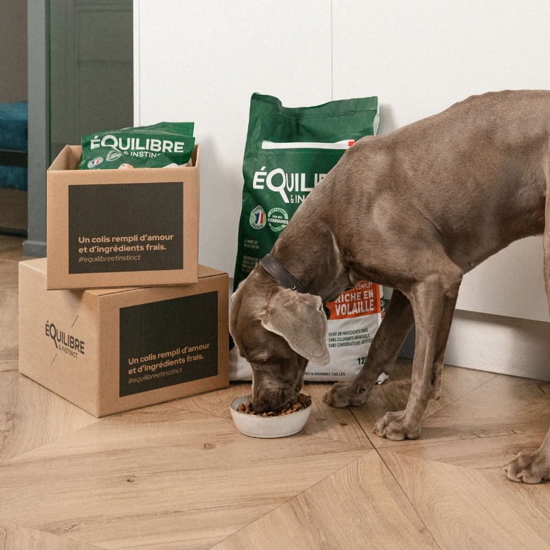Chien adulte & senior