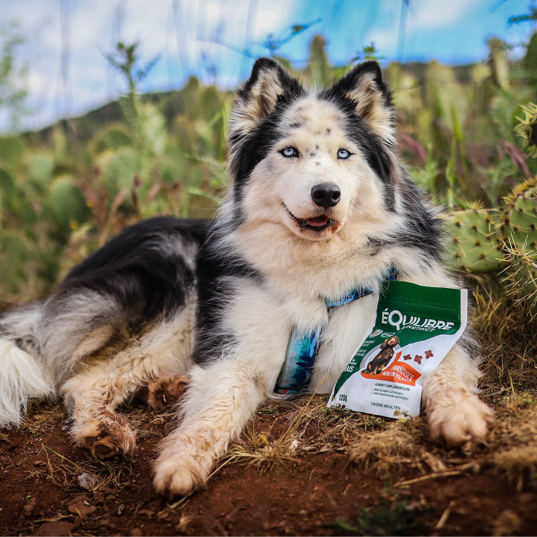 Friandises riches en volaille (chien adulte)