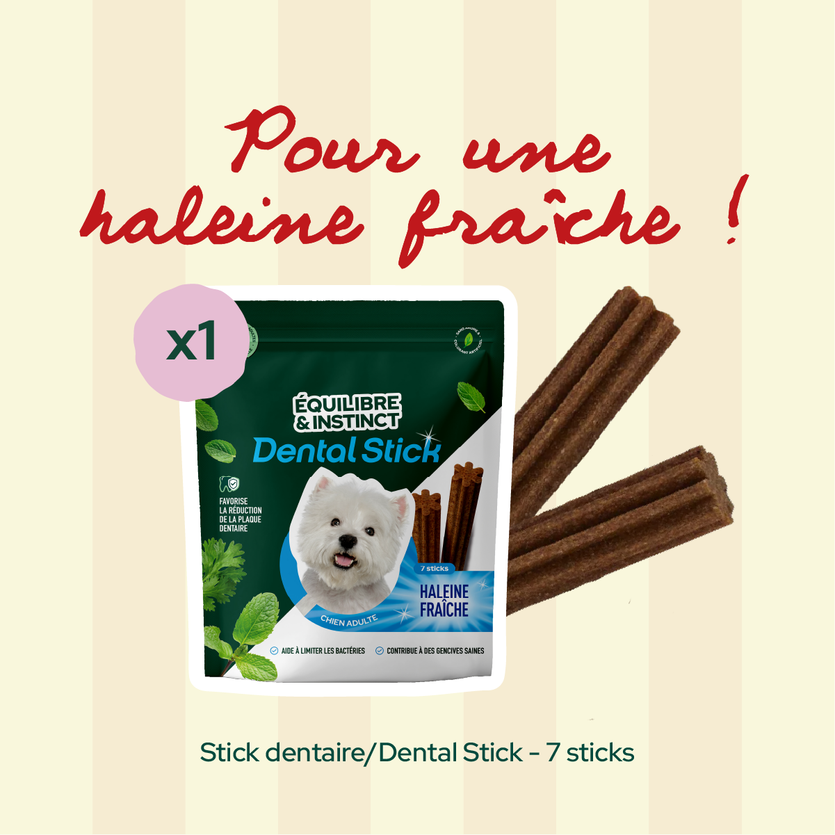 Pack 1er rendez-vous - Petite taille (chien adulte)