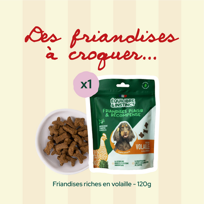 Pack 1er rendez-vous - Petite taille (chien adulte)