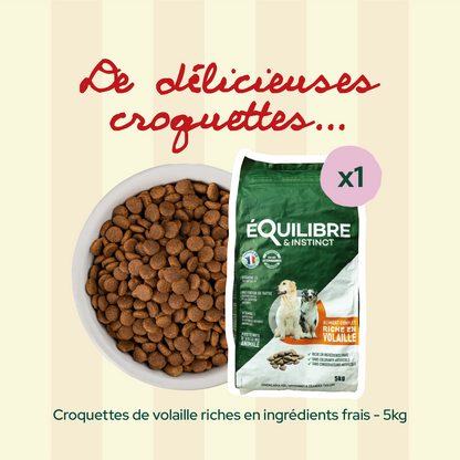 Pack 1er rendez-vous - Moy. / Grande taille (chien adulte)