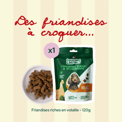 Pack 1er rendez-vous - Moy. / Grande taille (chien adulte)