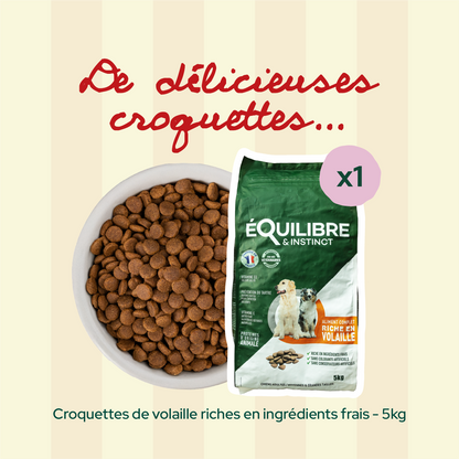 Pack Coup de foudre - Moy. / Grande taille (chien adulte)