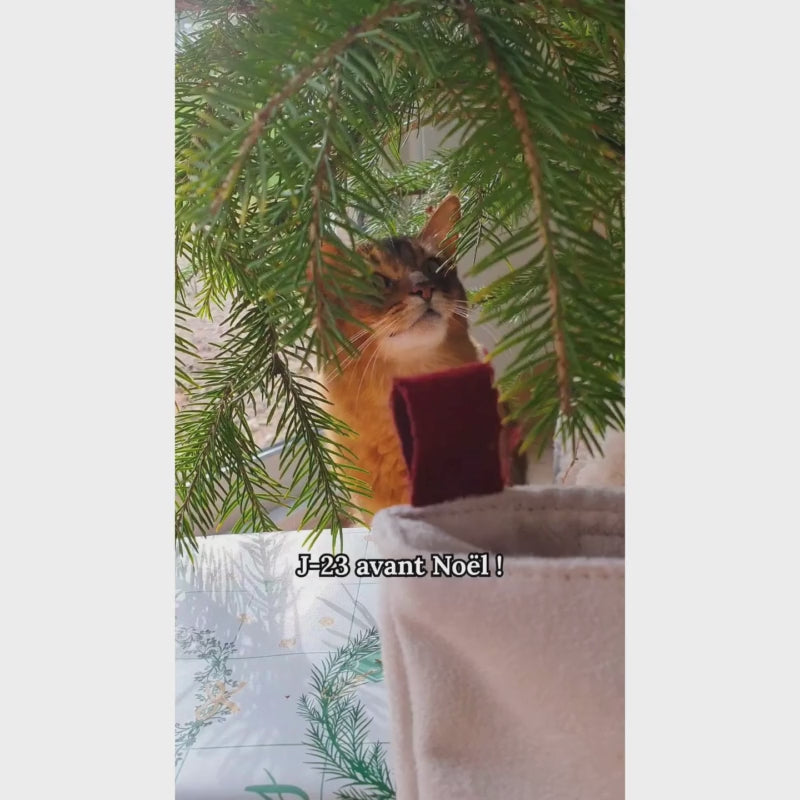 Chaussette de Noël (chat stérilisé et chat adulte)