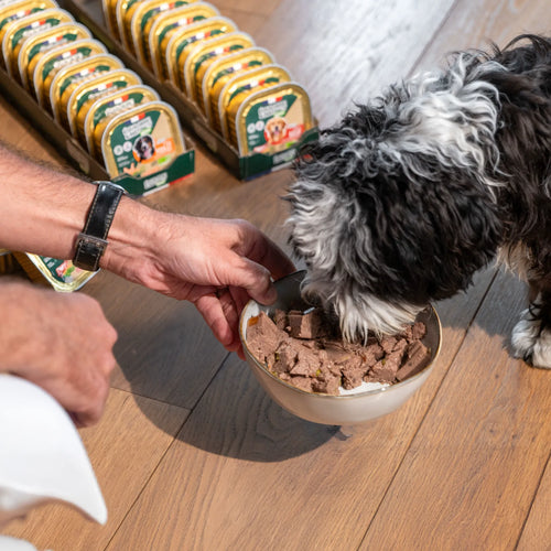 Chien adulte et senior