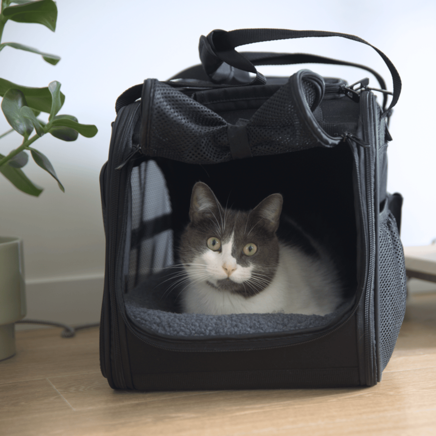 Sac de transport (Chat)