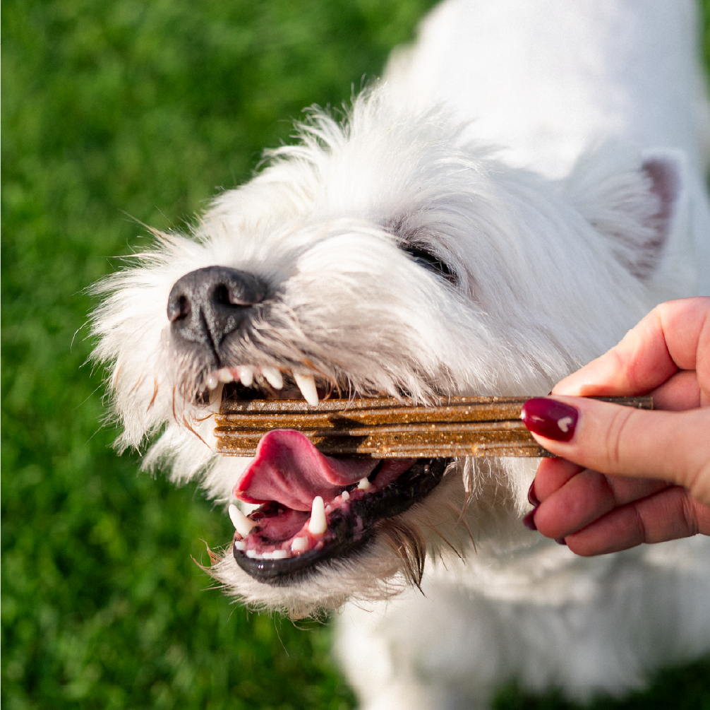 Stick dentaire Dental Stick - Moy. / Grande taille (Chien adulte)